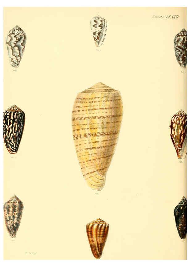 Reproducción/Reproduction 6029523633: Conchologia iconica, or, Illustrations of the shells of molluscous animals. v.1 London :Reeve, Brothers,1843-1878
