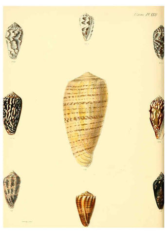 Reproducción/Reproduction 6029523633: Conchologia iconica, or, Illustrations of the shells of molluscous animals. v.1 London :Reeve, Brothers,1843-1878