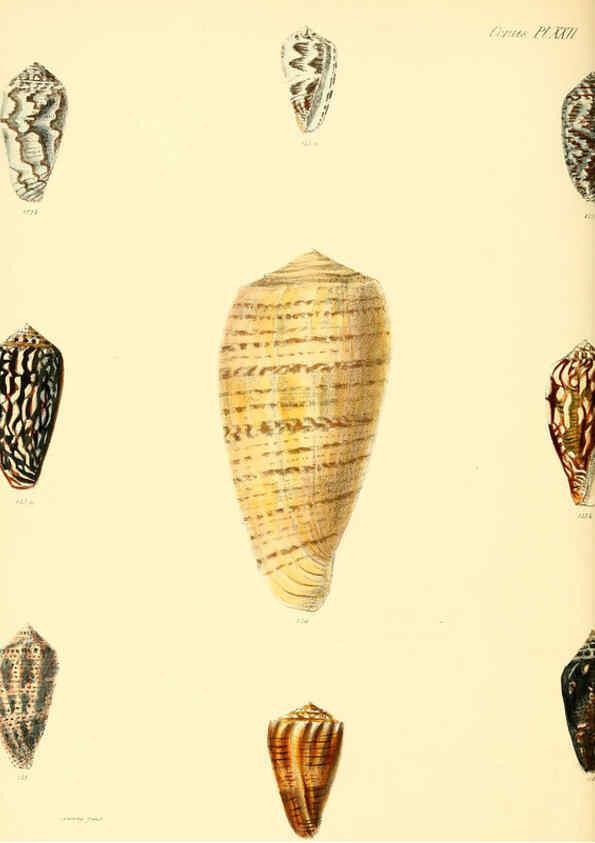 Reproducción/Reproduction 6029523633: Conchologia iconica, or, Illustrations of the shells of molluscous animals. v.1 London :Reeve, Brothers,1843-1878