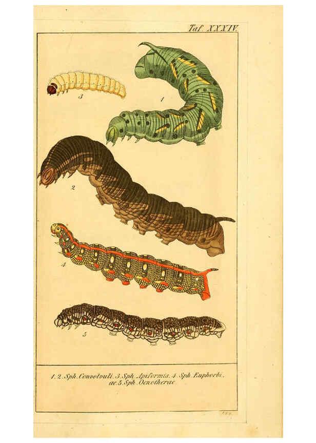 Reproducción/Reproduction 6029449609: Chronologischer Raupenkalender, oder, Naturgeschichte der europäischen Raupen Berlin :Im Verlage von Theodor Bade,1837