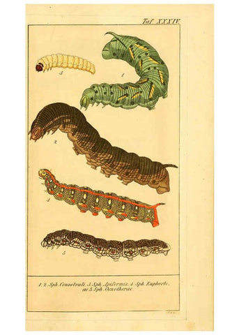 Reproducción/Reproduction 6029449609: Chronologischer Raupenkalender, oder, Naturgeschichte der europäischen Raupen Berlin :Im Verlage von Theodor Bade,1837