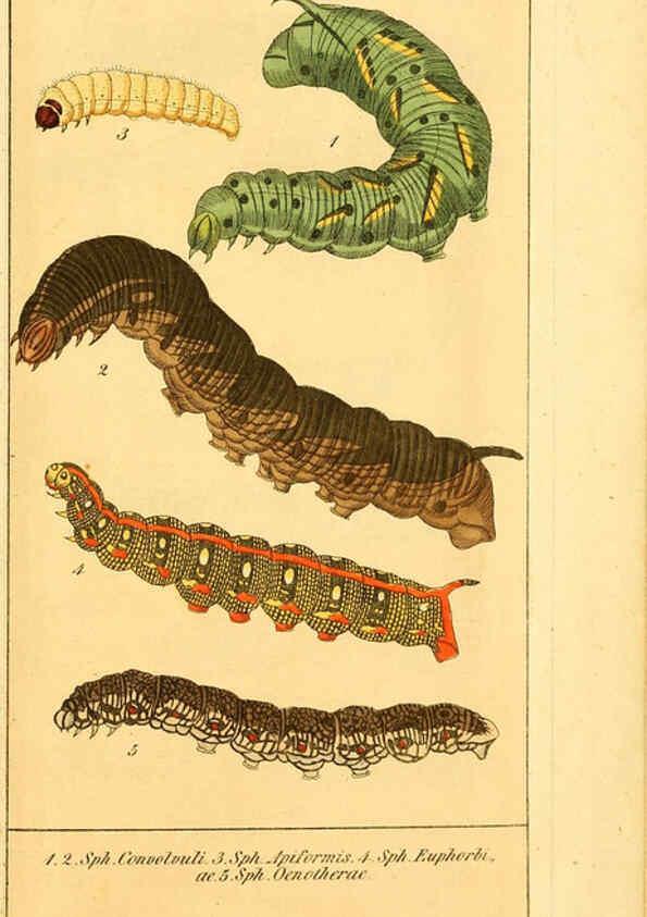Reproducción/Reproduction 6029449609: Chronologischer Raupenkalender, oder, Naturgeschichte der europäischen Raupen Berlin :Im Verlage von Theodor Bade,1837