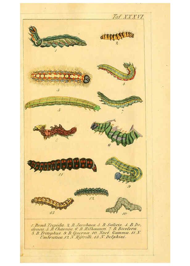 Reproducción/Reproduction 6030005392: Chronologischer Raupenkalender, oder, Naturgeschichte der europäischen Raupen Berlin :Im Verlage von Theodor Bade,1837