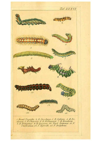 Reproducción/Reproduction 6030005392: Chronologischer Raupenkalender, oder, Naturgeschichte der europäischen Raupen Berlin :Im Verlage von Theodor Bade,1837