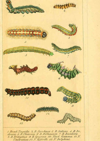 Reproducción/Reproduction 6030005392: Chronologischer Raupenkalender, oder, Naturgeschichte der europäischen Raupen Berlin :Im Verlage von Theodor Bade,1837