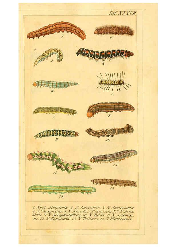 Reproducción/Reproduction 6029450797: Chronologischer Raupenkalender, oder, Naturgeschichte der europäischen Raupen Berlin :Im Verlage von Theodor Bade,1837