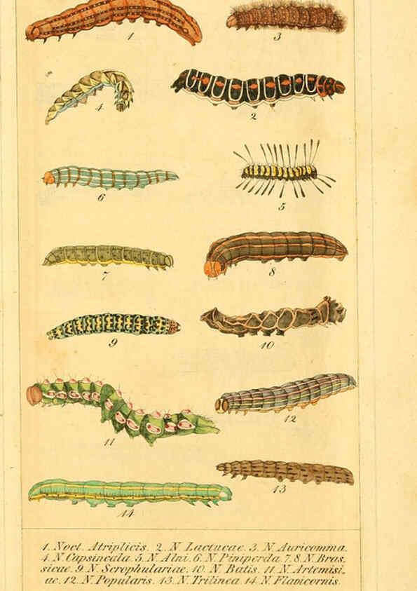 Reproducción/Reproduction 6029450797: Chronologischer Raupenkalender, oder, Naturgeschichte der europäischen Raupen Berlin :Im Verlage von Theodor Bade,1837