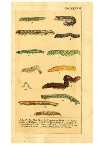 Reproducción/Reproduction 6030006068: Chronologischer Raupenkalender, oder, Naturgeschichte der europäischen Raupen Berlin :Im Verlage von Theodor Bade,1837