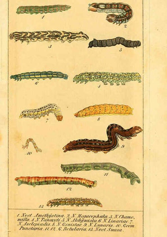 Reproducción/Reproduction 6030006068: Chronologischer Raupenkalender, oder, Naturgeschichte der europäischen Raupen Berlin :Im Verlage von Theodor Bade,1837