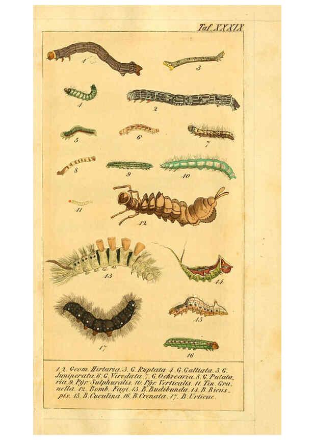Reproducción/Reproduction 6029451445: Chronologischer Raupenkalender, oder, Naturgeschichte der europäischen Raupen Berlin :Im Verlage von Theodor Bade,1837