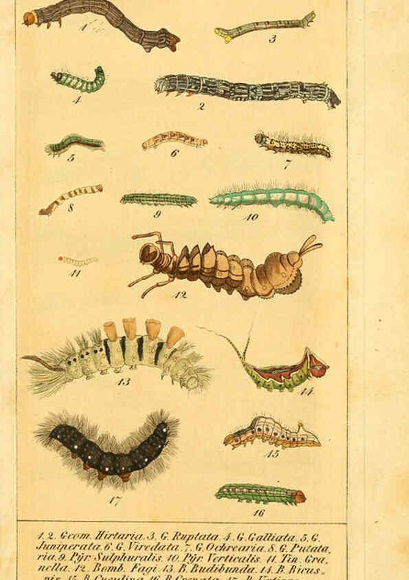 Reproducción/Reproduction 6029451445: Chronologischer Raupenkalender, oder, Naturgeschichte der europäischen Raupen Berlin :Im Verlage von Theodor Bade,1837