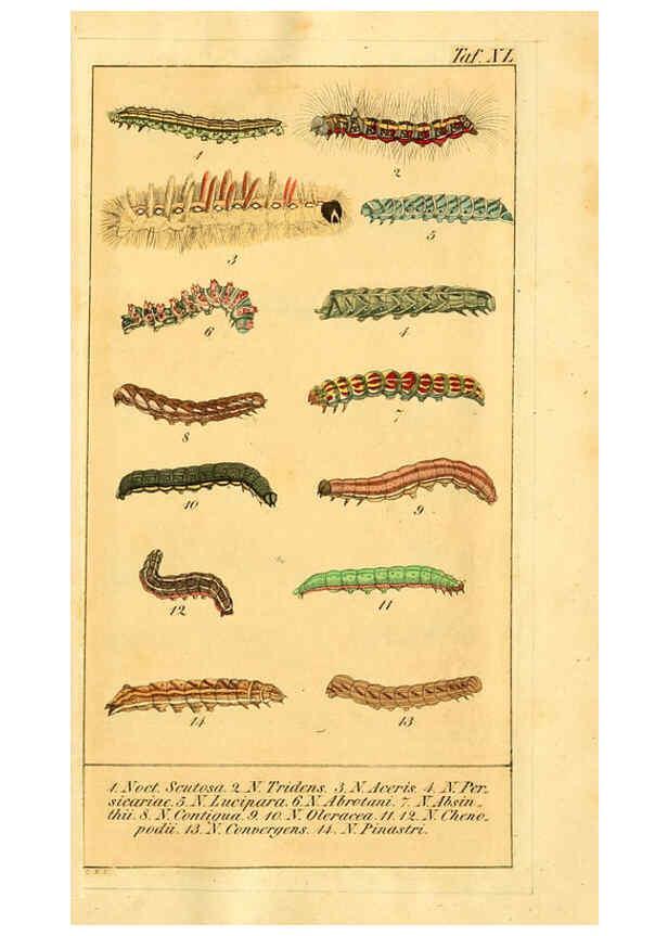 Reproducción/Reproduction 6030006654: Chronologischer Raupenkalender, oder, Naturgeschichte der europäischen Raupen Berlin :Im Verlage von Theodor Bade,1837