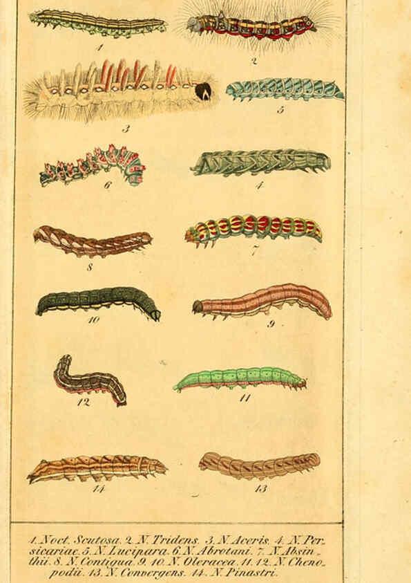Reproducción/Reproduction 6030006654: Chronologischer Raupenkalender, oder, Naturgeschichte der europäischen Raupen Berlin :Im Verlage von Theodor Bade,1837
