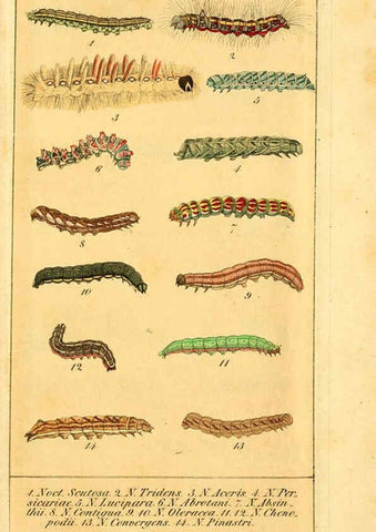 Reproducción/Reproduction 6030006654: Chronologischer Raupenkalender, oder, Naturgeschichte der europäischen Raupen Berlin :Im Verlage von Theodor Bade,1837