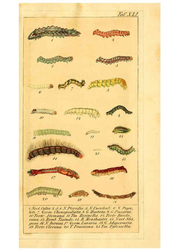 Reproducción/Reproduction 6029451987: Chronologischer Raupenkalender, oder, Naturgeschichte der europäischen Raupen Berlin :Im Verlage von Theodor Bade,1837