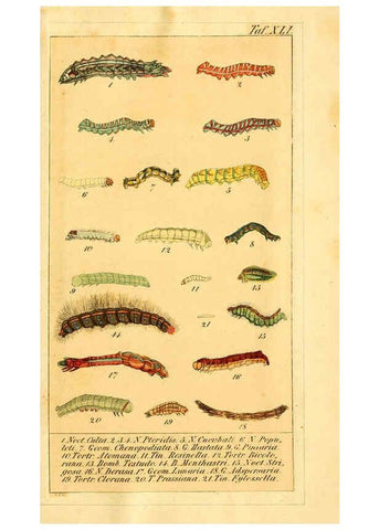Reproducción/Reproduction 6029451987: Chronologischer Raupenkalender, oder, Naturgeschichte der europäischen Raupen Berlin :Im Verlage von Theodor Bade,1837