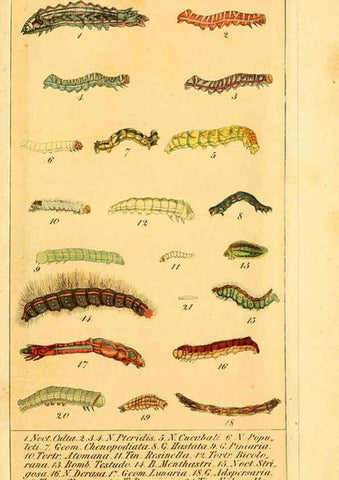 Reproducción/Reproduction 6029451987: Chronologischer Raupenkalender, oder, Naturgeschichte der europäischen Raupen Berlin :Im Verlage von Theodor Bade,1837