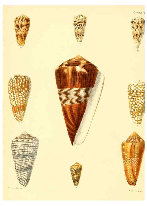 Reproducción/Reproduction 6030071094: Conchologia iconica, or, Illustrations of the shells of molluscous animals. v.1 London :Reeve, Brothers,1843-1878