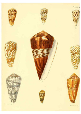 Reproducción/Reproduction 6030071094: Conchologia iconica, or, Illustrations of the shells of molluscous animals. v.1 London :Reeve, Brothers,1843-1878