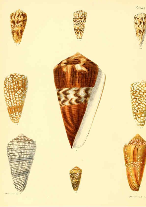 Reproducción/Reproduction 6030071094: Conchologia iconica, or, Illustrations of the shells of molluscous animals. v.1 London :Reeve, Brothers,1843-1878