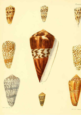 Reproducción/Reproduction 6030071094: Conchologia iconica, or, Illustrations of the shells of molluscous animals. v.1 London :Reeve, Brothers,1843-1878
