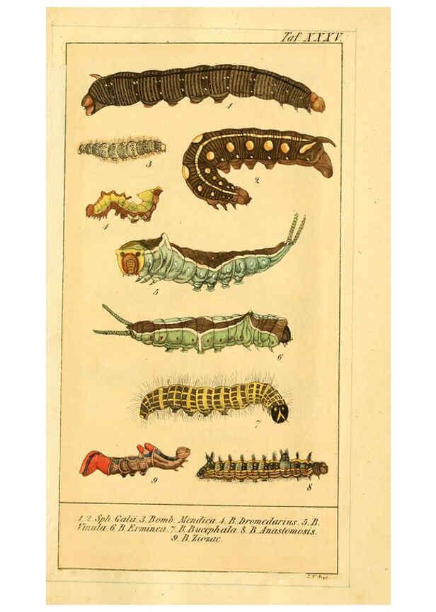 Reproducción/Reproduction 6029450131: Chronologischer Raupenkalender, oder, Naturgeschichte der europäischen Raupen Berlin :Im Verlage von Theodor Bade,1837