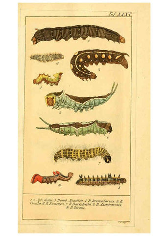 Reproducción/Reproduction 6029450131: Chronologischer Raupenkalender, oder, Naturgeschichte der europäischen Raupen Berlin :Im Verlage von Theodor Bade,1837