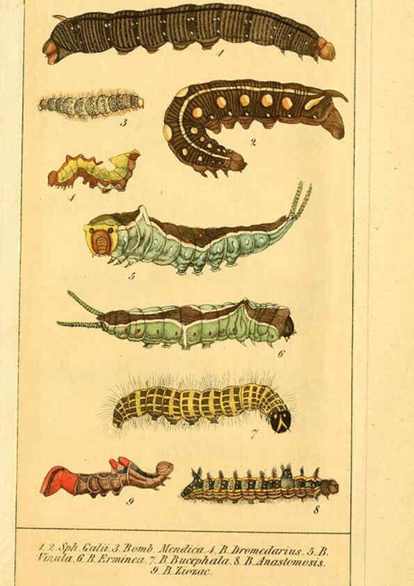 Reproducción/Reproduction 6029450131: Chronologischer Raupenkalender, oder, Naturgeschichte der europäischen Raupen Berlin :Im Verlage von Theodor Bade,1837