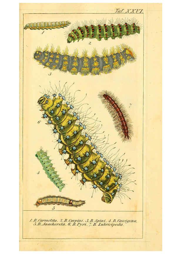 Reproducción/Reproduction 6030001554: Chronologischer Raupenkalender, oder, Naturgeschichte der europäischen Raupen Berlin :Im Verlage von Theodor Bade,1837