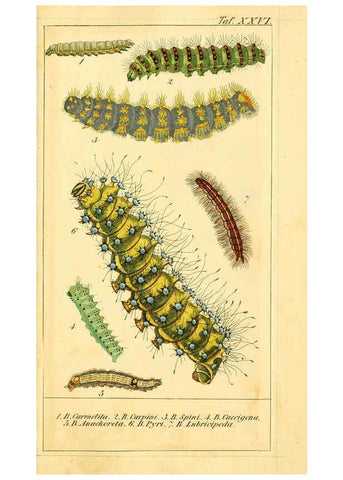 Reproducción/Reproduction 6030001554: Chronologischer Raupenkalender, oder, Naturgeschichte der europäischen Raupen Berlin :Im Verlage von Theodor Bade,1837
