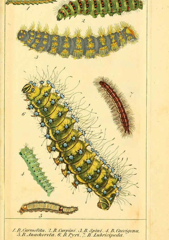 Reproducción/Reproduction 6030001554: Chronologischer Raupenkalender, oder, Naturgeschichte der europäischen Raupen Berlin :Im Verlage von Theodor Bade,1837