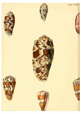 Reproducción/Reproduction 6029523971: Conchologia iconica, or, Illustrations of the shells of molluscous animals. v.1 London :Reeve, Brothers,1843-1878