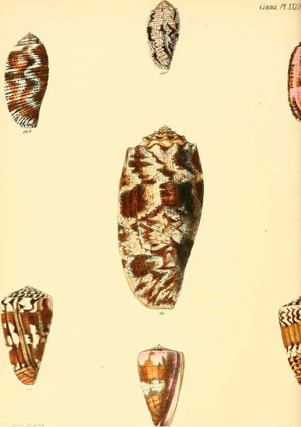Reproducción/Reproduction 6029523971: Conchologia iconica, or, Illustrations of the shells of molluscous animals. v.1 London :Reeve, Brothers,1843-1878