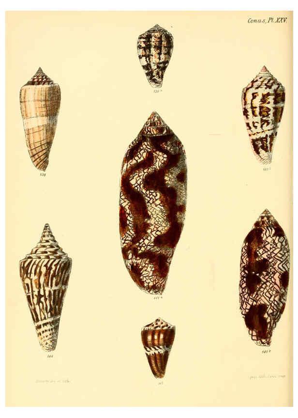 Reproducción/Reproduction 6030079322: Conchologia iconica, or, Illustrations of the shells of molluscous animals. v.1 London :Reeve, Brothers,1843-1878
