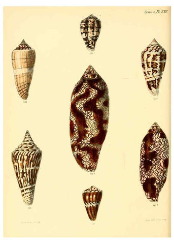 Reproducción/Reproduction 6030079322: Conchologia iconica, or, Illustrations of the shells of molluscous animals. v.1 London :Reeve, Brothers,1843-1878