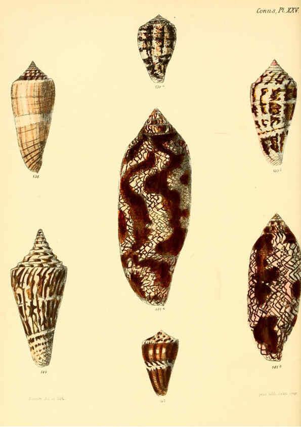 Reproducción/Reproduction 6030079322: Conchologia iconica, or, Illustrations of the shells of molluscous animals. v.1 London :Reeve, Brothers,1843-1878