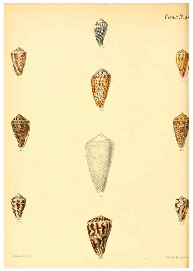 Reproducción/Reproduction 6029531933: Conchologia iconica, or, Illustrations of the shells of molluscous animals. v.1 London :Reeve, Brothers,1843-1878