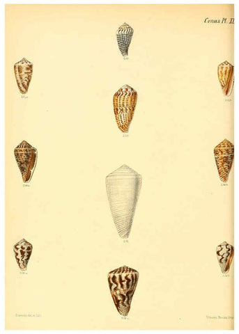 Reproducción/Reproduction 6029531933: Conchologia iconica, or, Illustrations of the shells of molluscous animals. v.1 London :Reeve, Brothers,1843-1878