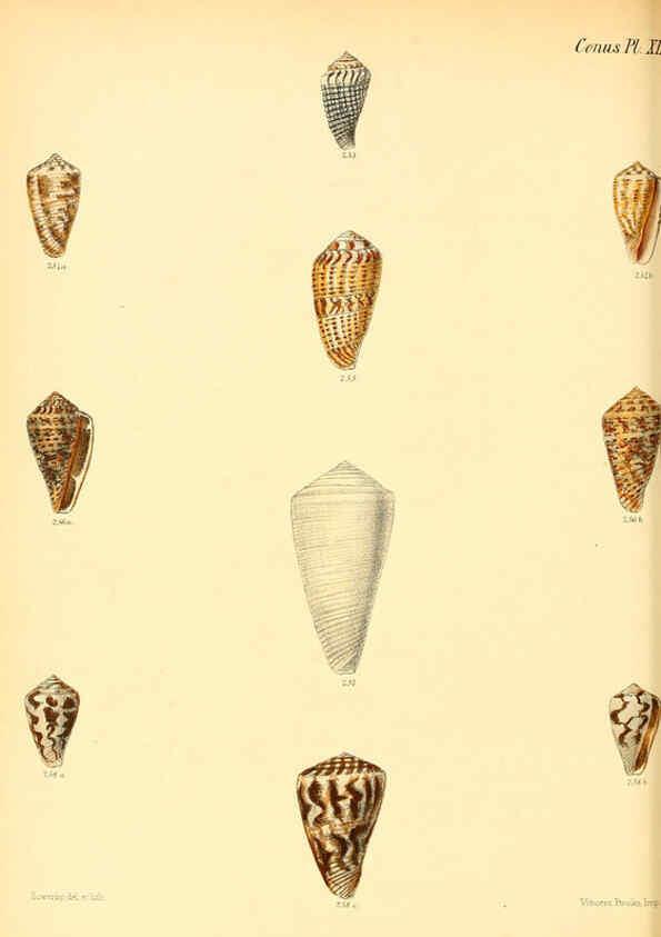 Reproducción/Reproduction 6029531933: Conchologia iconica, or, Illustrations of the shells of molluscous animals. v.1 London :Reeve, Brothers,1843-1878
