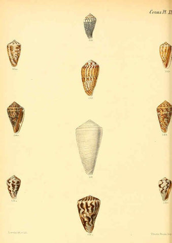 Reproducción/Reproduction 6029531933: Conchologia iconica, or, Illustrations of the shells of molluscous animals. v.1 London :Reeve, Brothers,1843-1878