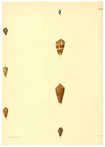 Reproducción/Reproduction 6030086446: Conchologia iconica, or, Illustrations of the shells of molluscous animals. v.1 London :Reeve, Brothers,1843-1878