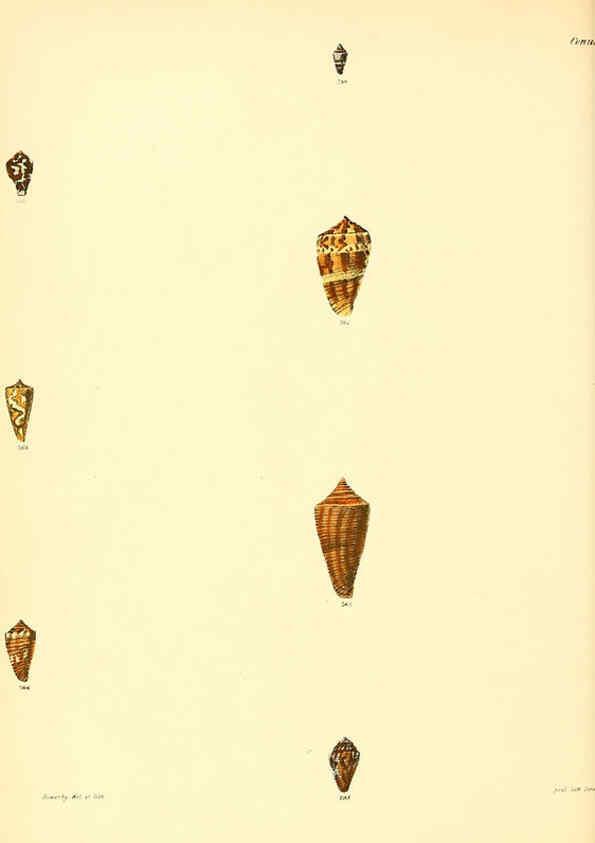 Reproducción/Reproduction 6030086446: Conchologia iconica, or, Illustrations of the shells of molluscous animals. v.1 London :Reeve, Brothers,1843-1878