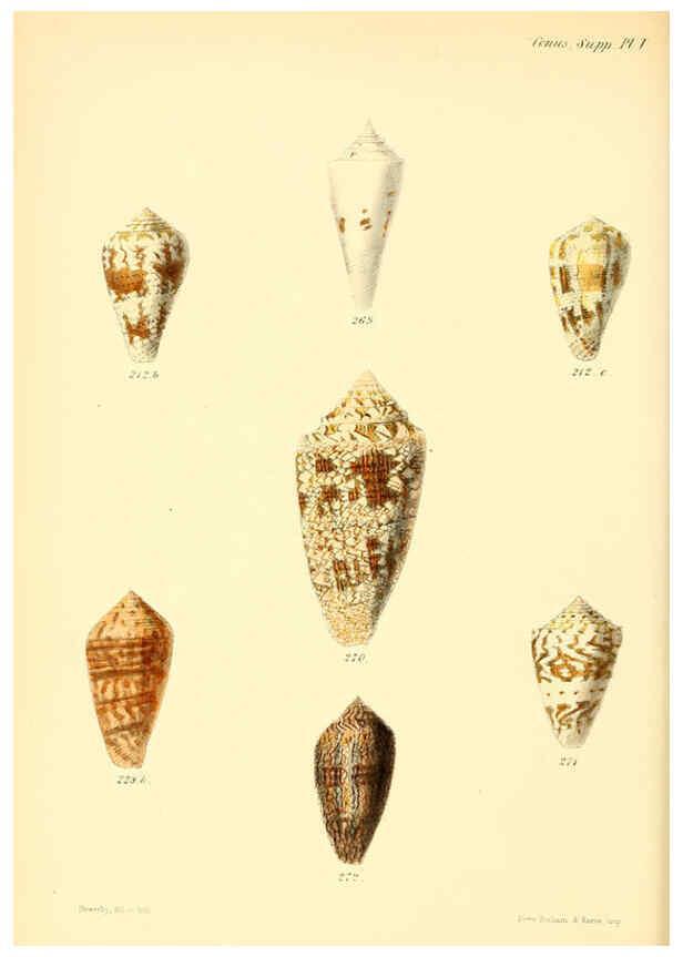 Reproducción/Reproduction 6029532539: Conchologia iconica, or, Illustrations of the shells of molluscous animals. v.1 London :Reeve, Brothers,1843-1878