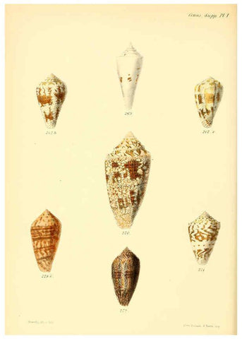 Reproducción/Reproduction 6029532539: Conchologia iconica, or, Illustrations of the shells of molluscous animals. v.1 London :Reeve, Brothers,1843-1878