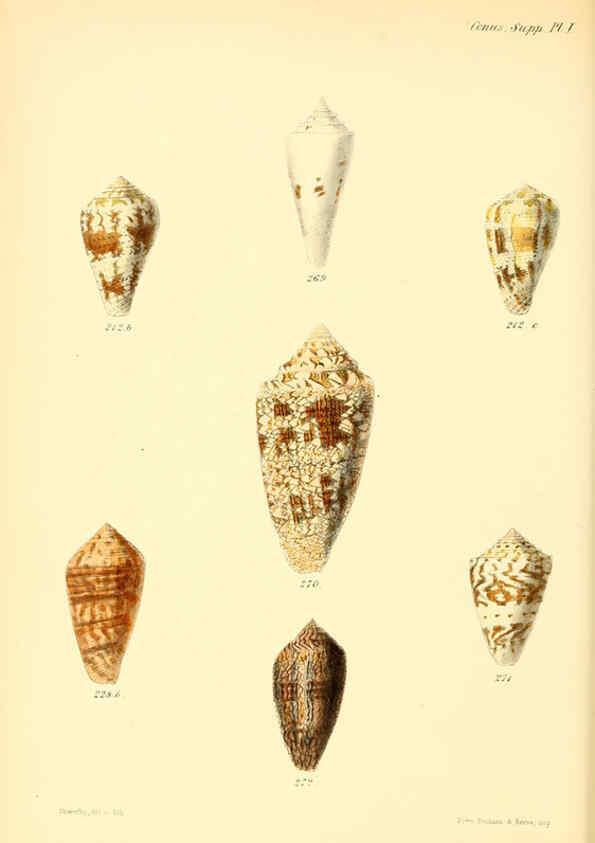 Reproducción/Reproduction 6029532539: Conchologia iconica, or, Illustrations of the shells of molluscous animals. v.1 London :Reeve, Brothers,1843-1878