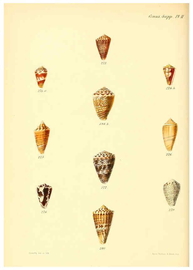 Reproducción/Reproduction 6029532913: Conchologia iconica, or, Illustrations of the shells of molluscous animals. v.1 London :Reeve, Brothers,1843-1878