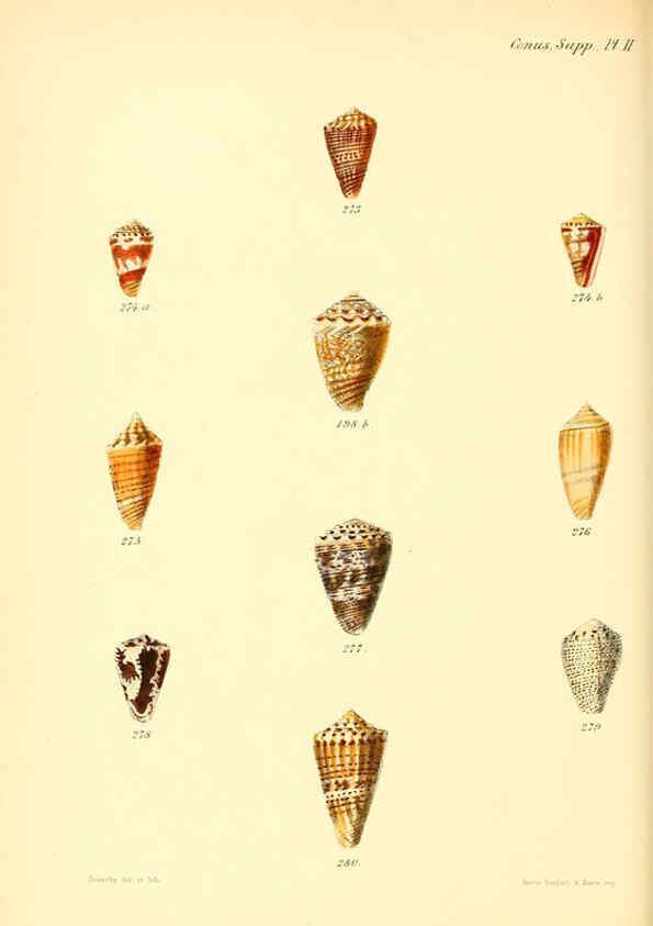 Reproducción/Reproduction 6029532913: Conchologia iconica, or, Illustrations of the shells of molluscous animals. v.1 London :Reeve, Brothers,1843-1878