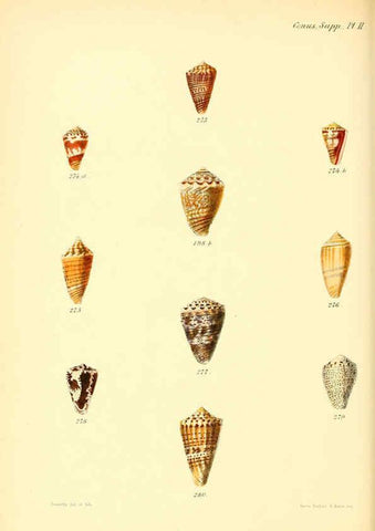 Reproducción/Reproduction 6029532913: Conchologia iconica, or, Illustrations of the shells of molluscous animals. v.1 London :Reeve, Brothers,1843-1878