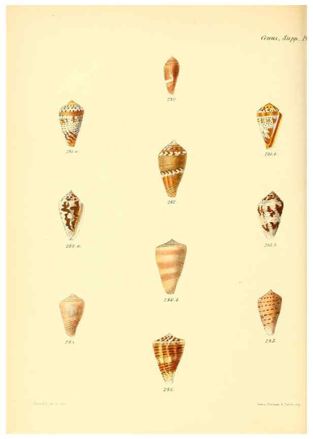 Reproducción/Reproduction 6030087718: Conchologia iconica, or, Illustrations of the shells of molluscous animals. v.1 London :Reeve, Brothers,1843-1878