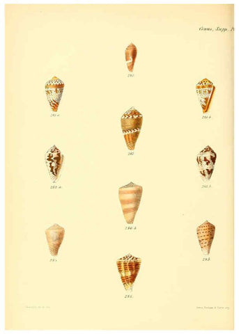 Reproducción/Reproduction 6030087718: Conchologia iconica, or, Illustrations of the shells of molluscous animals. v.1 London :Reeve, Brothers,1843-1878